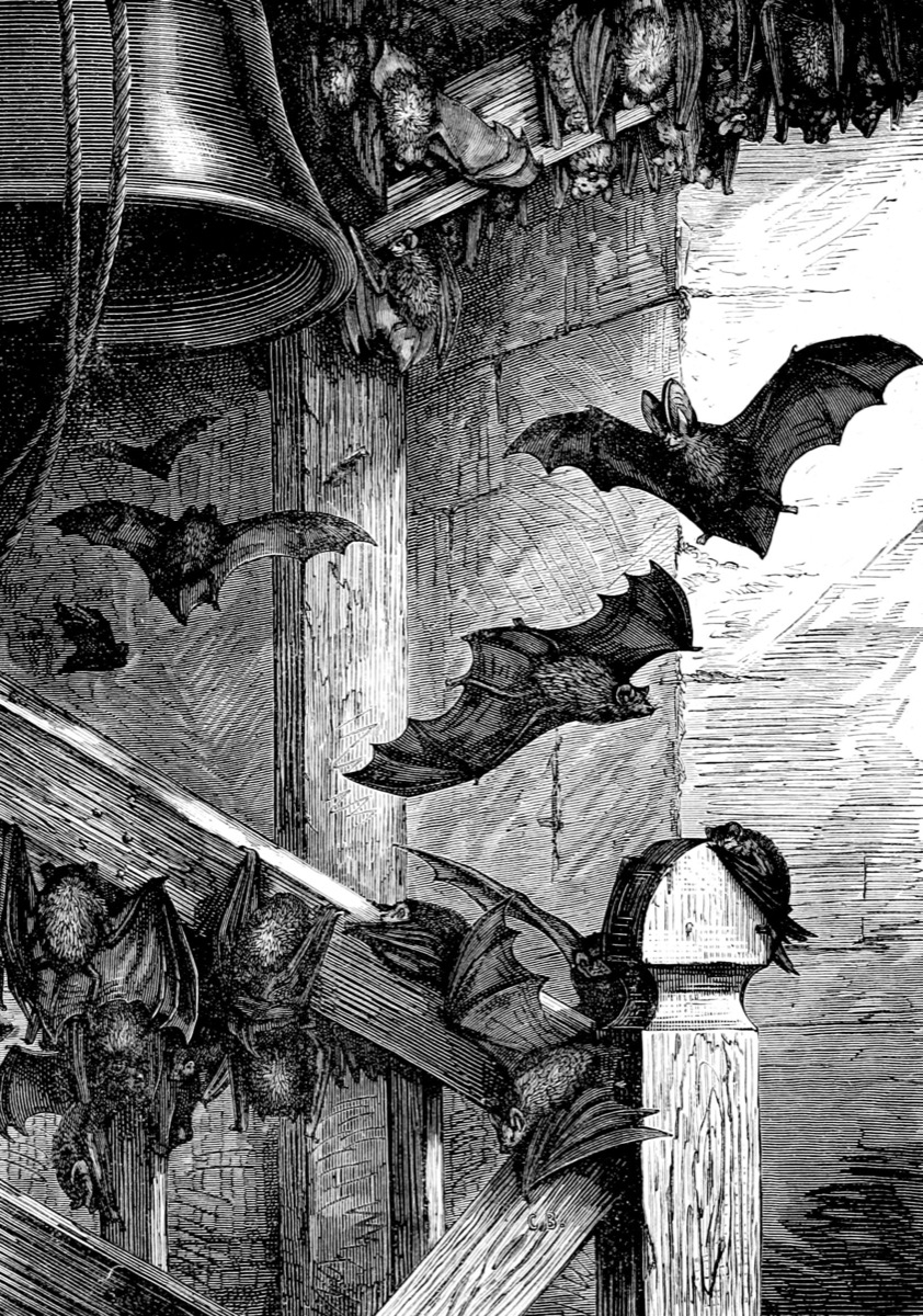 Gravure de chauves-souris autour d'une cloche et d'un clocher