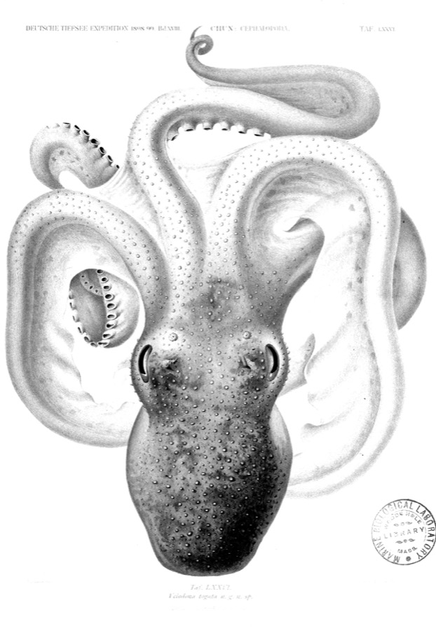 Gravure naturaliste d'un céphalopode