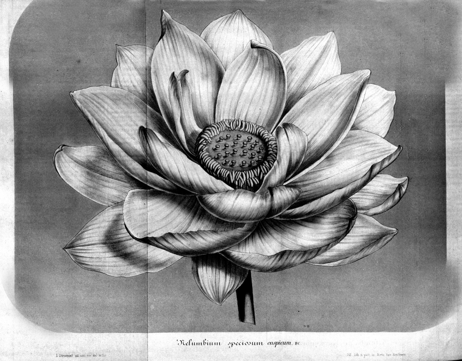 Gravure botanique d'un nénuphar