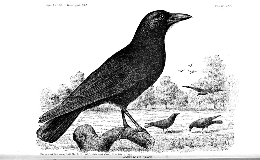 Gravure d'un corbeau américain